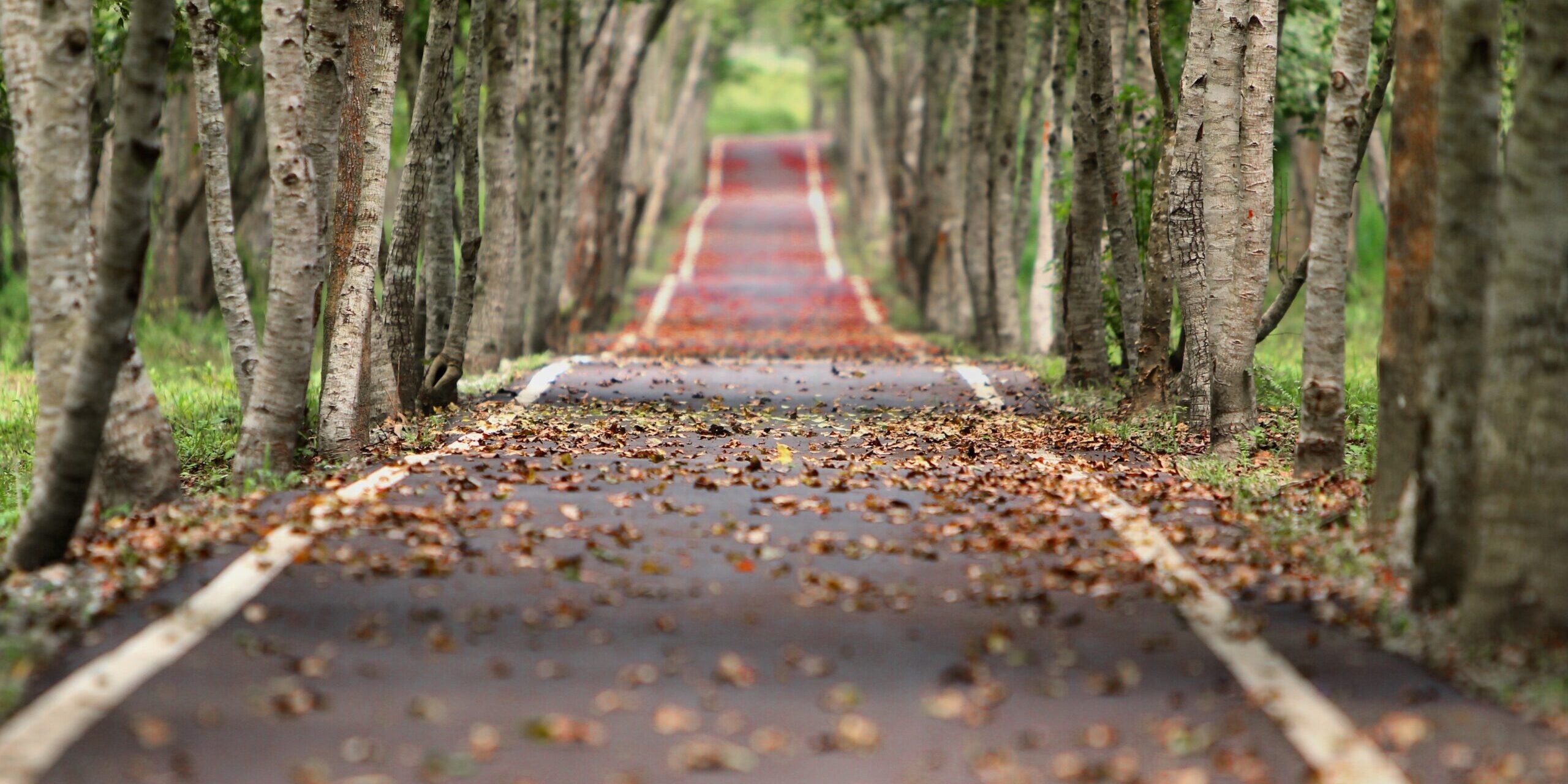 pexels-pixabay-38537